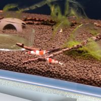 Crevette red crystal #2