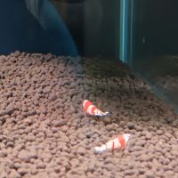 Crevette red crystal #3