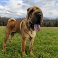 Sharpei à adopter