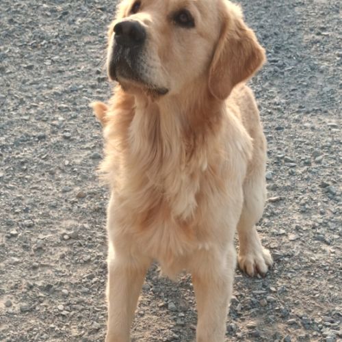 Golden retriever lof #1