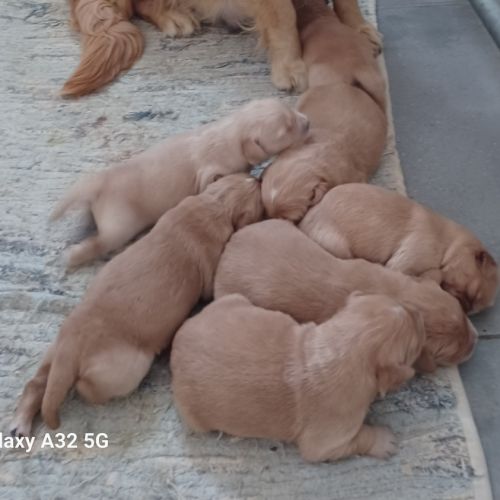 Golden retriever lof #2