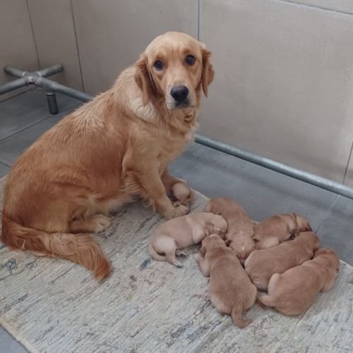 Golden retriever lof #4