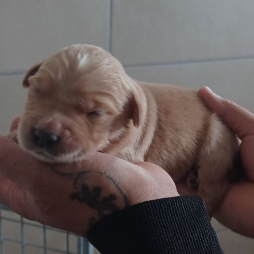 Golden retriever lof #5