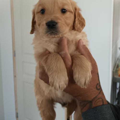 Golden retriever lof #6