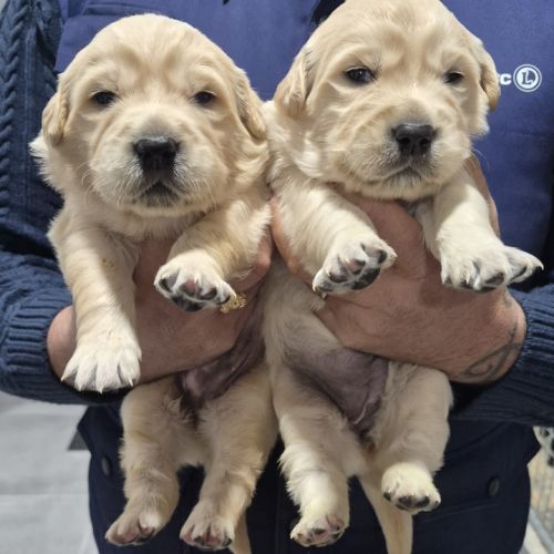 Golden retriever non lof #4