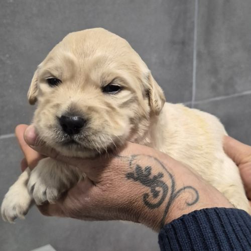 Golden retriever non lof #5