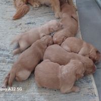 Golden retriever lof #2