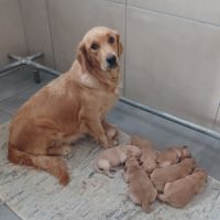 Golden retriever lof #3