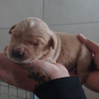 Golden retriever lof #5