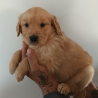 Golden retriever lof #0