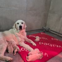 Golden retriever non lof #2