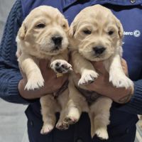 Golden retriever non lof #3