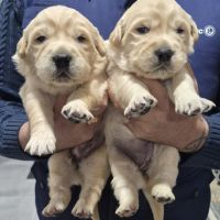 Golden retriever non lof #4