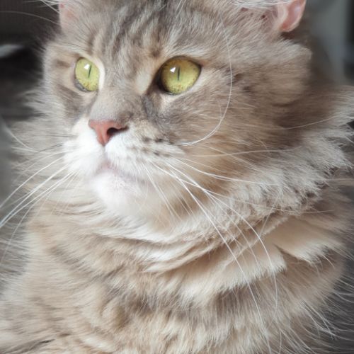 Talina femelle à retraitée #1