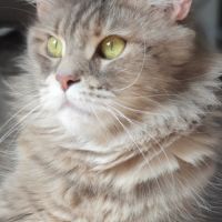 Talina femelle à retraitée #1