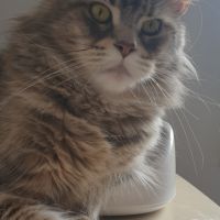 Talina femelle à retraitée #0