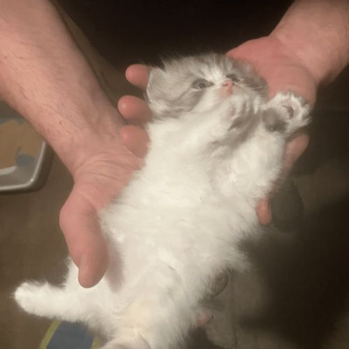 Chaton selkirk straight femelle #3