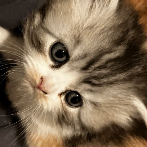 Chaton selkirk straight femelle #4