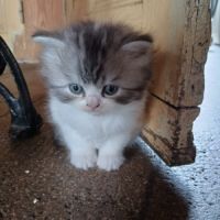 Chaton selkirk straight femelle #0