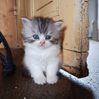 Chaton selkirk straight femelle #2