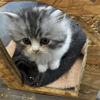 Chaton selkirk straight femelle #6