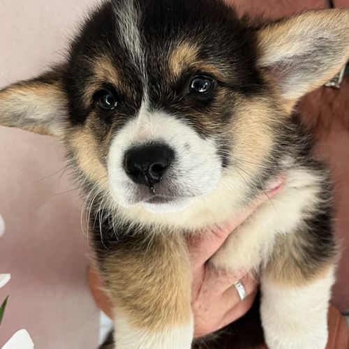 Magnifique welsh corgis pembroke pour saillie #2