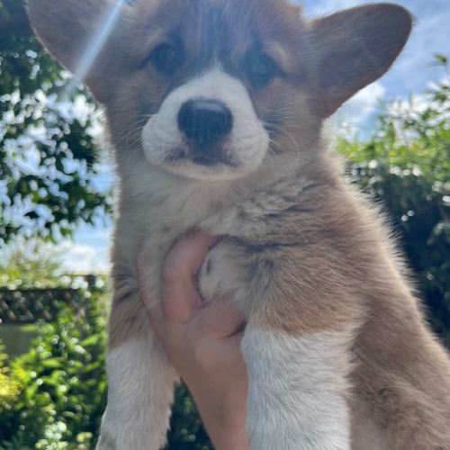 Magnifique welsh corgis pembroke pour saillie #3