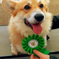 Magnifique welsh corgis pembroke pour saillie