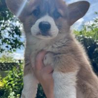 Magnifique welsh corgis pembroke pour saillie #3