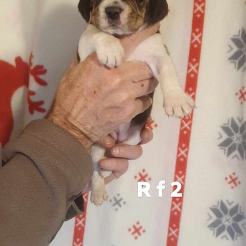 Chiots beagle lof #2