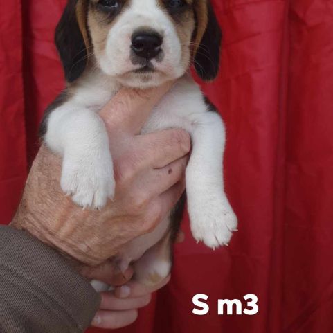 Chiots beagle lof #5