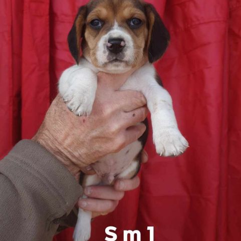 Chiots beagle lof #0