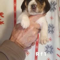 Chiots beagle lof #1