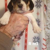 Chiots beagle lof #3