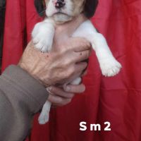 Chiots beagle lof #4