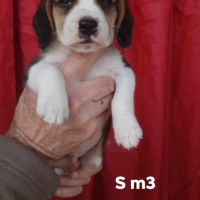 Chiots beagle lof #5