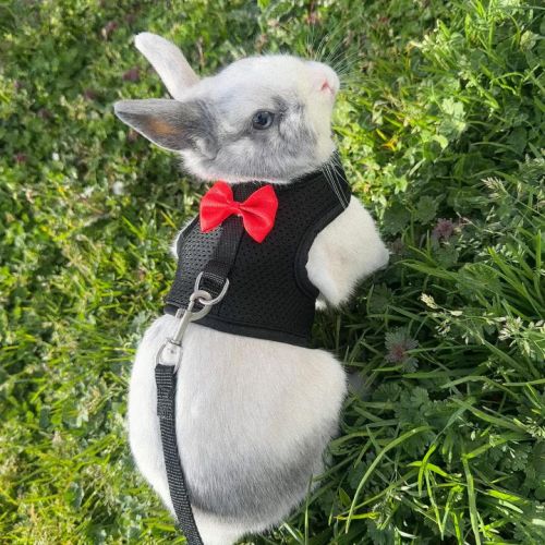 Je recherche un lapin nain #2