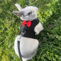 Je recherche un lapin nain #2