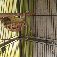 Canaris panachés jaunes blancs