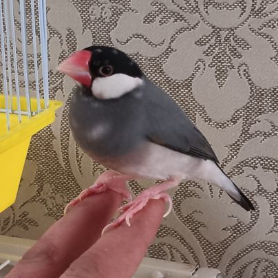 Padda de java eam #2