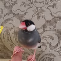 Padda de java eam #1