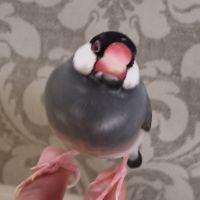 Padda de java eam #0