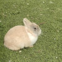 Lapin nain mâle