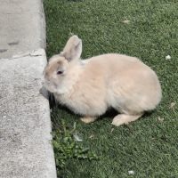 Lapin nain mâle #2