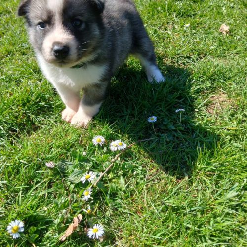 Chiot husky de sibérie #1