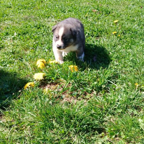 Chiot husky de sibérie #2