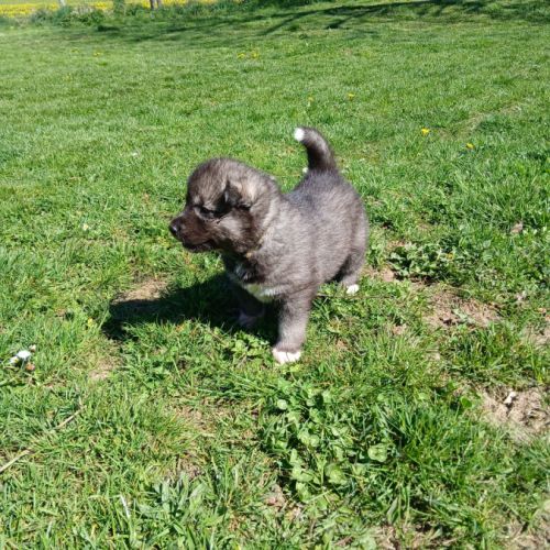 Chiot husky de sibérie #4