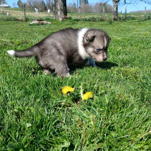 Chiot husky de sibérie #6