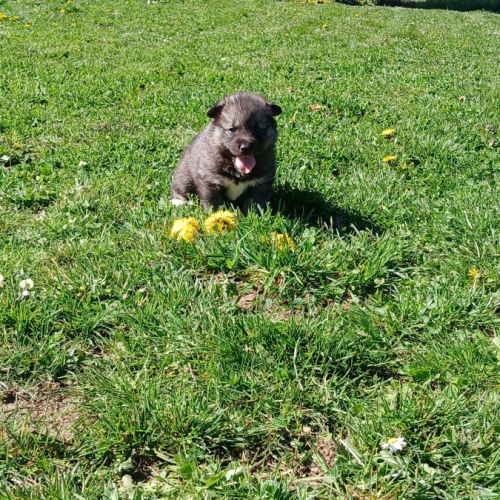 Chiot husky de sibérie #7