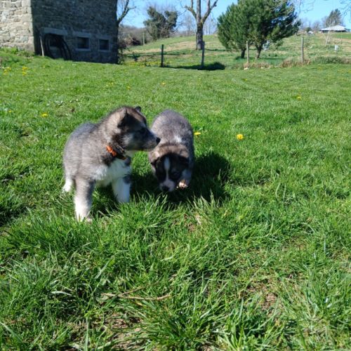 Chiot husky de sibérie #9
